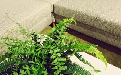 7 Tips for Improving Indoor Air Quality at Home