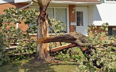 8 Tips on When to Remove a Tree