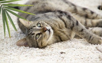 8 Non-Toxic Houseplants for Homes with Children and Pets