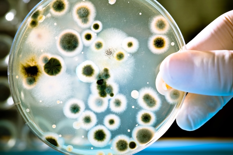 Causes of Mold